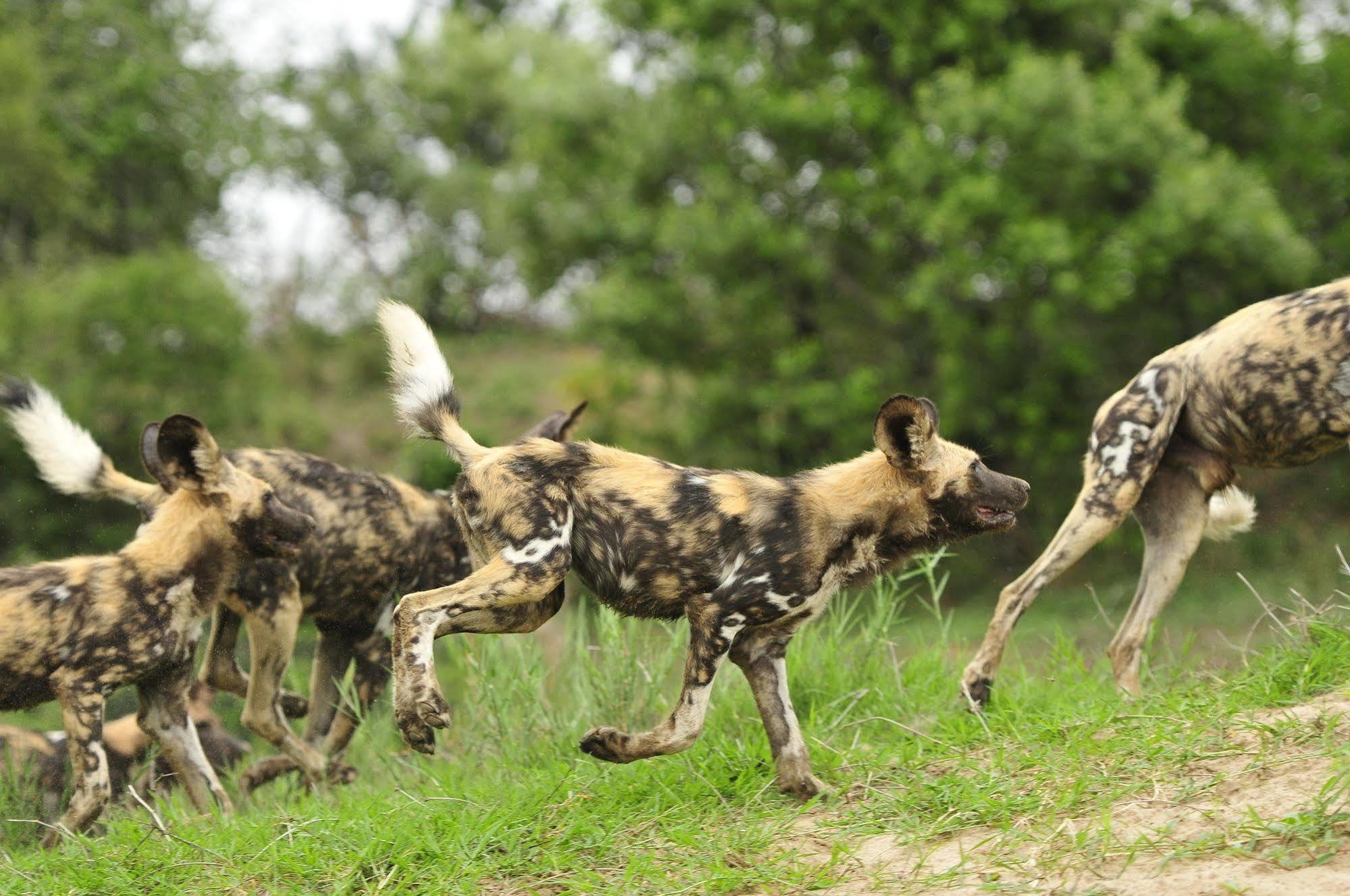 Inyati Game Lodge Metsi Eksteriør billede